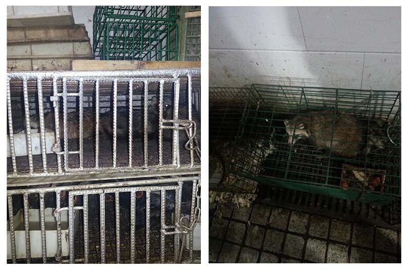 These two photos, taken in 2014 by Australian scientist Edward Holmes, show raccoon dogs and caged in the Huanan Seafood Market in Wuhan, China. GPS coordinates confirm the animals were housed in the southwest corner of the market where researchers found evidence of the virus in January 2020.