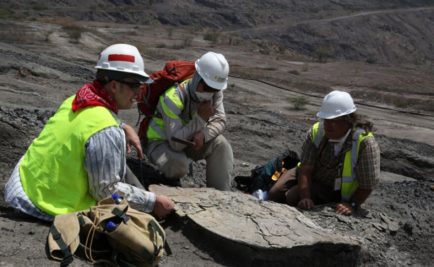Professor Jonathan Bloch, Florida Museum of Natural History; Aldo Rincon, University of Florida; and Dr. Jason Head, Museum of Zoology University of Cambridge, work on a fossil turtle in Cerrejon, Northern Colombia.