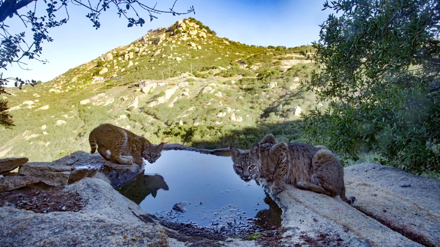 In a still from "America's Wildest City," two bobcats are shown drinking near a backyard in Ramona, CA.