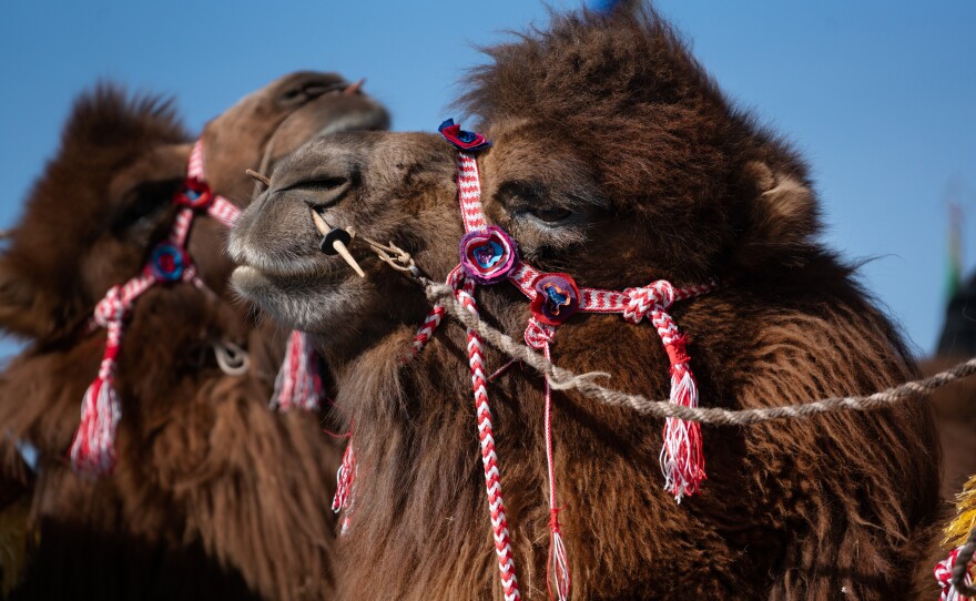 The domesticated Bactrian camel is the largest species of camel in the world. They are able to withstand the harsh terrain of Central and East Asia. Adapted to keep sand at bay, the camels have two rows of eyelashes and sealable nostrils.