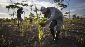 A reforestation assistant measures a newly-planted tree in a field damaged during illegal gold mining in Madre de Dios, Peru, on March 29, 2019. 
