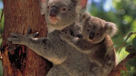 Koala with joey on a tree, learning to adapt to the consequences of urbanization and habitat erosion.