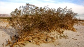 The creosote bush shown in the desert in Palm Springs, Calif., Jan. 26, 2002. 