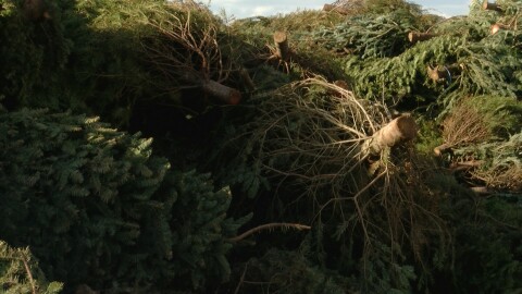 Christmas trees are piled at the Miramar Landfill for recycling, Dec. 28, 2015.