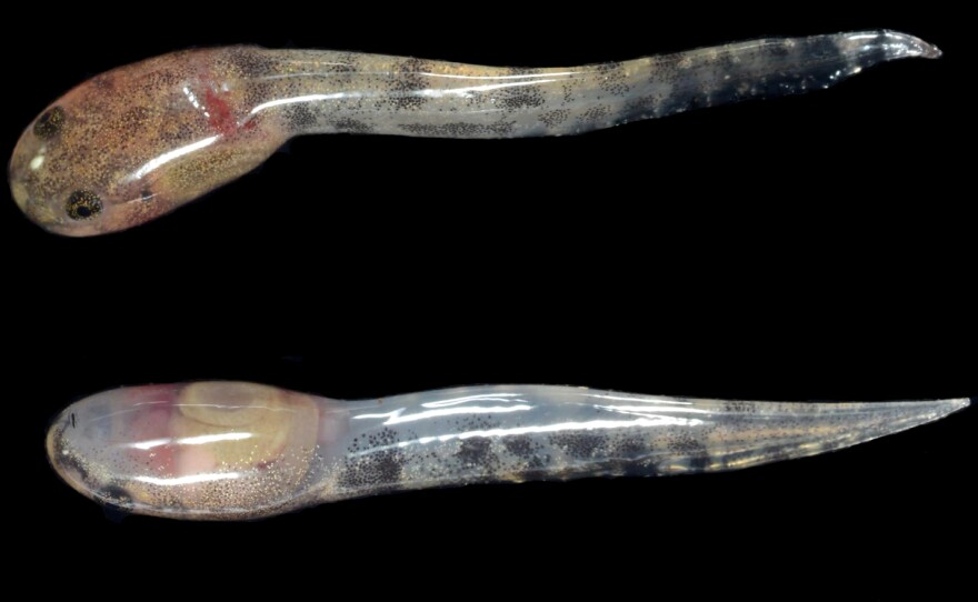 Limnonectes larvaepartus, shortly after birth.