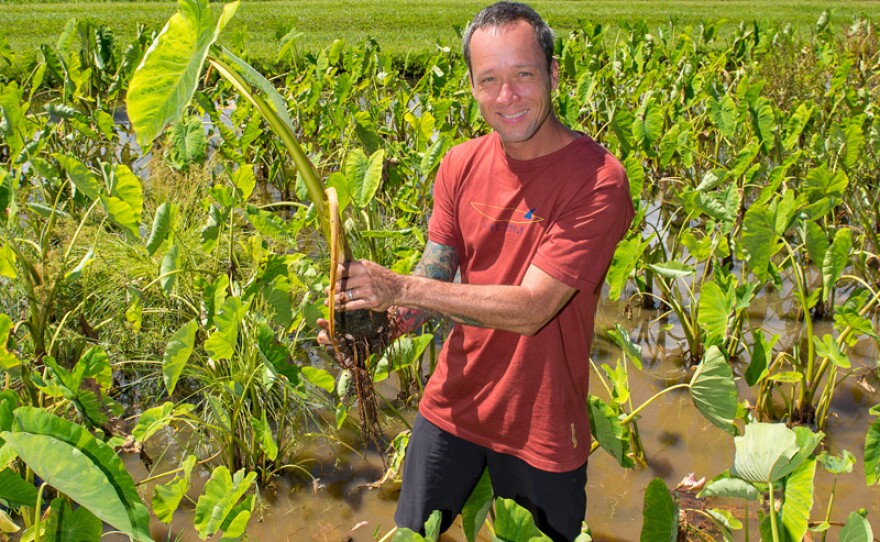 Chef Ed Kenney in a field of taro, Kauai, Hawai'i.