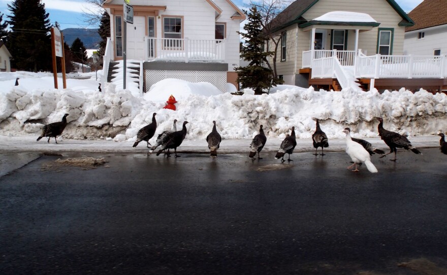 Electronic medical records help doctors and patients in Red Lodge, Mont., limit travel, which can be treacherous because of deep snow - or just wild turkeys crossing main street.