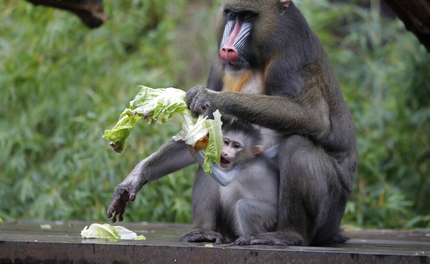 A 1-month-old baby mandrill clings onto its mother Jinx, at the Audubon Zoo in New Orleans on July 6.