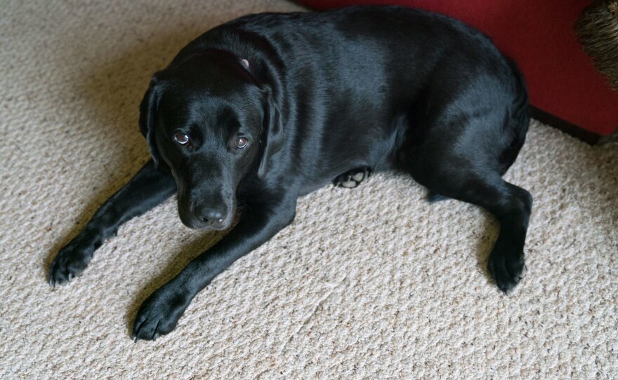 Lizzy calms Michel down like nothing else can, especially during panic attacks or nightmares.