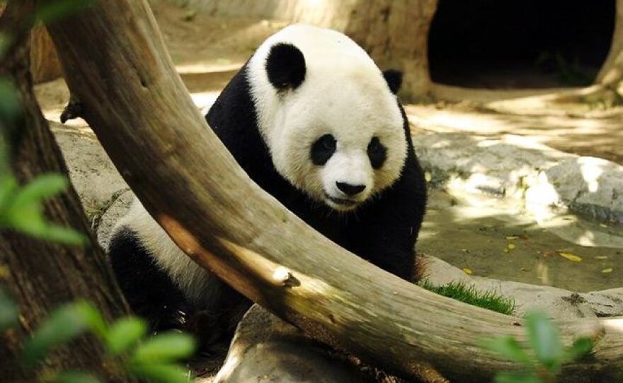 Giant panda Gao Gao is seen at the San Diego Zoo in November 2009