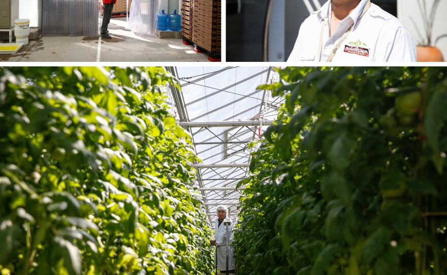 Top left: The entrance to the Wholesum Foods greenhouse in Mexico. Top right: Francisco Landell, the general manager of this Wholesum farm, has thought a lot about what it would mean if NAFTA were to disappear. Bottom: The greenhouse is a steamy, verdant tomato jungle, holding about two football fields' worth of tomato plants that shoot some 10 feet up into the air.