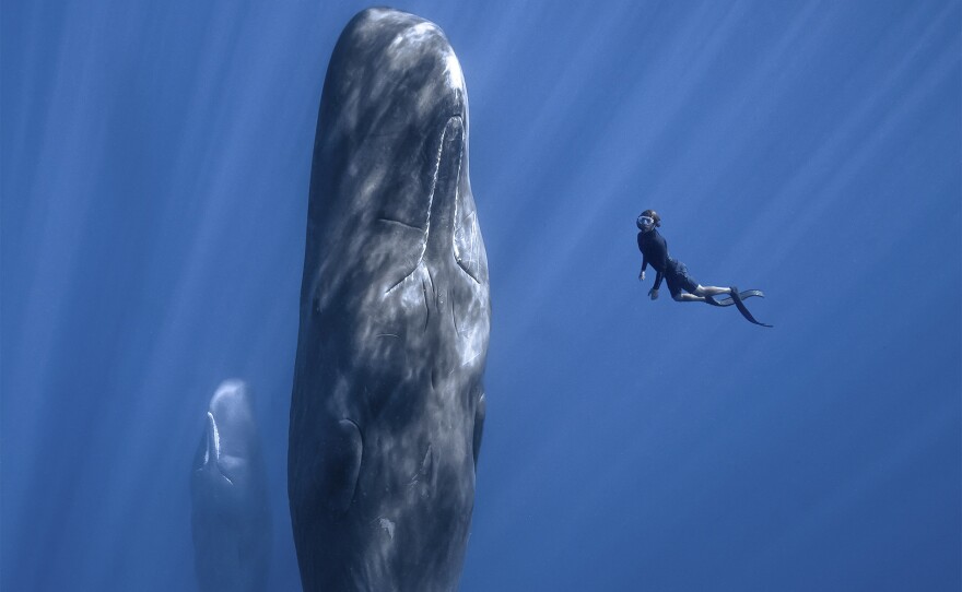 Patrick Dykstra and a sperm whale. Dominica.