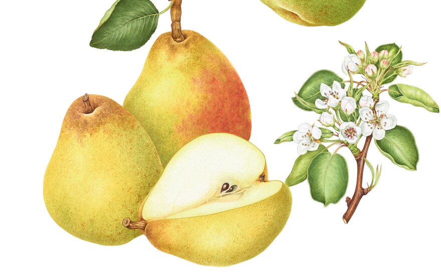 The Doyenne du Comice pear is a "pear of superlatives; grown all over the world in gardens and for market. Handsome, generous appearance with rich, luscious, very buttery, exquisitely textured, pale cream flesh," writes Morgan.