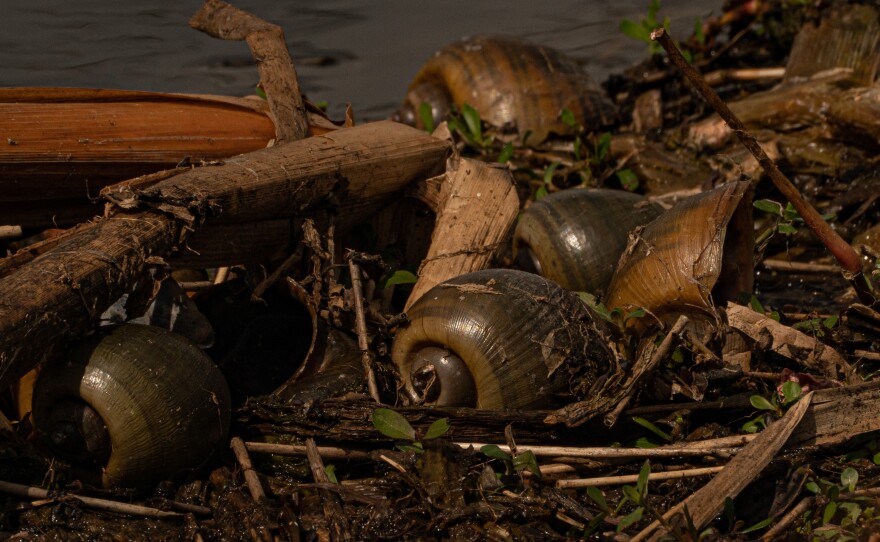 Apple Snail shells along the banks of Lake Okeechobee in Moore Haven, Fla. The snails are an invasive species that helping an endangered bird stage a comeback.