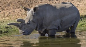 A northern white rhinoceros is pictured in this undated photo. 
