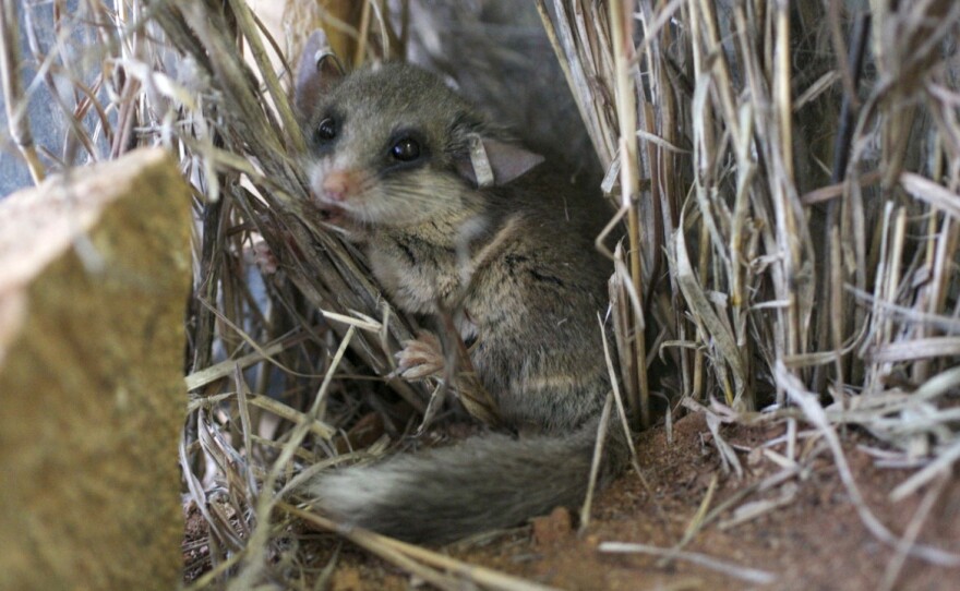 The woodland dormouse is one of several species of rodent found in Tanzanian forests and farms.