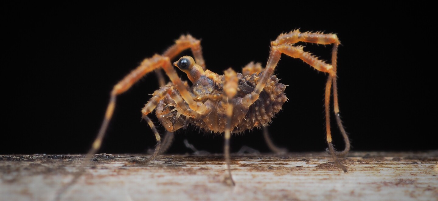 Austropsopilio cyngneus is harvestman arachnid, native to the island of Tasmania. It's mistaken by some viewers as a sea creature. Undated photo