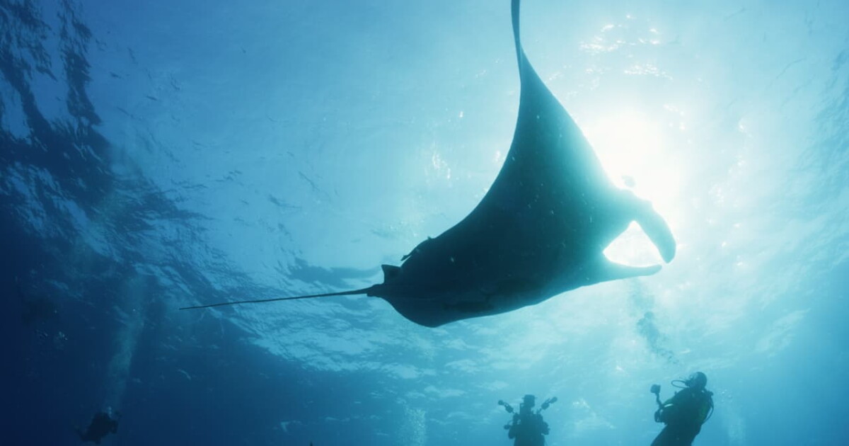 New documentary explores an unlikely friendship between a man and a manta ray