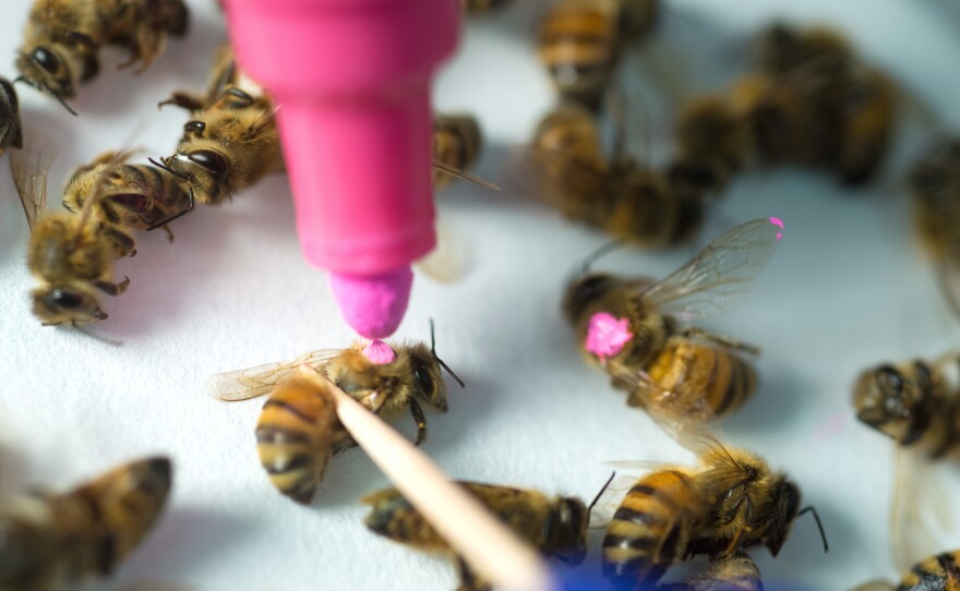 A new study from the University of Texas at Austin suggests that bees exposed to glyphosate, the active ingredient in Roundup, lose some of the beneficial bacteria in their guts and are more susceptible to infection and death.