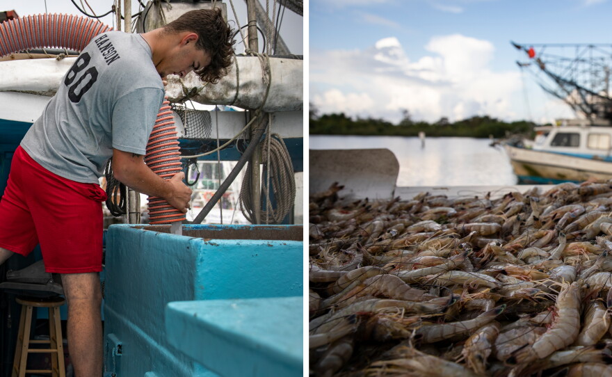 Acy Cooper and his grandson Caleb Hanson fill the cooler on their shrimp trawler with ice before leaving for an overnight shift of shrimping on August 26, 2019 in Venice, La; nearly 600 pounds of shrimp from Cooper's shrimp trawler are cleaned and weighed at a seafood dealer on August 27, 2019 off the coast of Plaquemines Parish, La.
