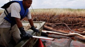 A cleanup worker vacuums oil near sullied marsh grass in Barataria Bay on the coast of Louisiana.