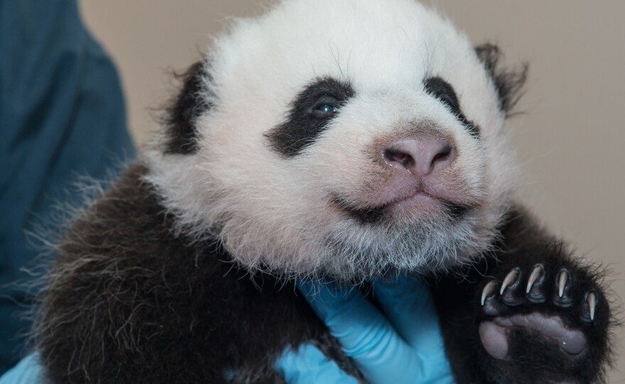 Bao Bao was born in 2013, only the second surviving baby panda ever born at the National Zoo.