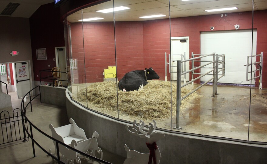 The amphitheater where visitors can watch cows give birth.