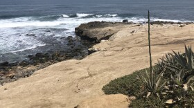 La Jolla Point where sea lions rear their young on Jun 16, 2021. 
