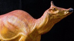 This undated photo released by the Natural History Museum of Los Angeles shows a sculpture prepared by the Natural History Museum of Los Angeles County to display what scientists believe the dinosaur Augustynolophus morrisi looked like. California Gov. Jerry Brown announced Saturday, Sept. 23, 2017. 