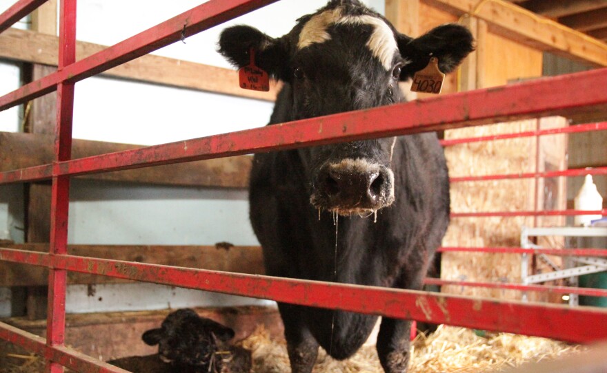 Surrogate mother No.4030 was the second cow who had to undergo a C-section birth on a recent day. Surrogate mothers can sometimes have bodies too small to properly handle the size of the embryo calf they birth.