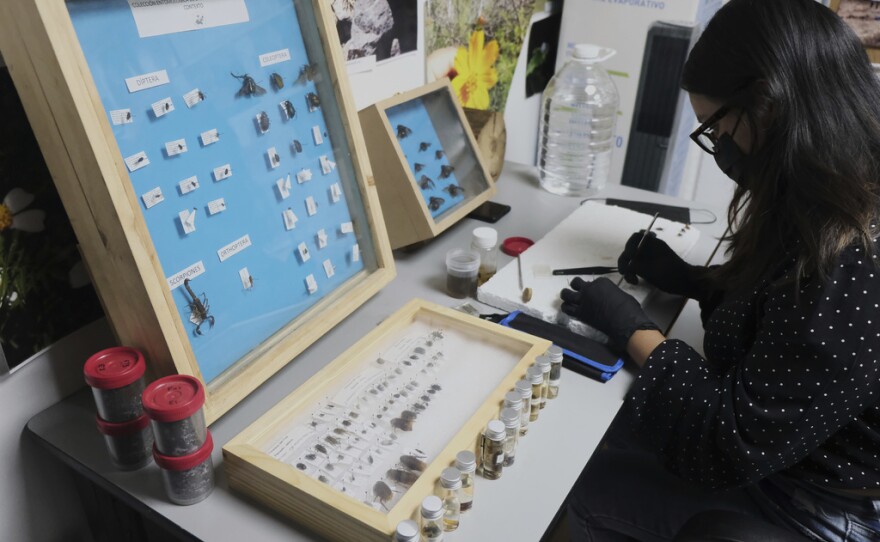 A specialist examines crawling creatures collected from clandestine graves as part of a research project to help locate missing people, in Guadalajara, Mexico, Friday, July 11, 2025. (AP Photo/Alejandra Leyva)