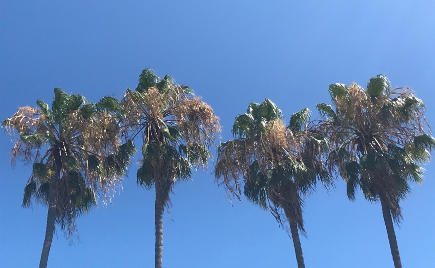 Palm trees and clear skies in San Diego County. Aug. 8, 2020.