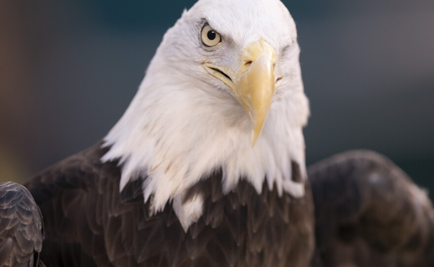 This Jan. 5, 2020, photo shows a bald eagle in Philadelphia.