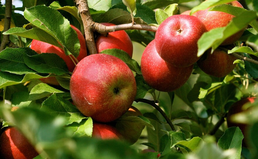 Organic apples hang from trees at an orchard near Timberville, Va.