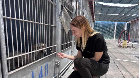 San Diego County Department of Animal Services Director Dr. Brie Sarvis checks on a dog at the Bonita shelter on July 9, 2026.