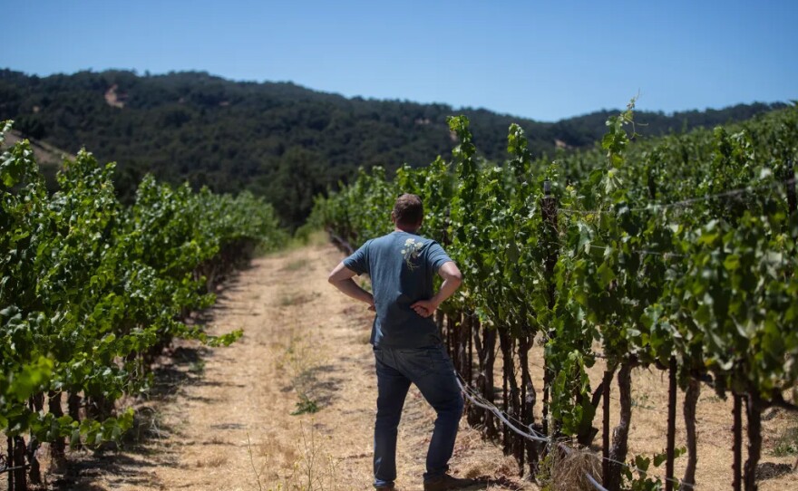 Jason Haas, owner of Tablas Creek Vineyard, stands amongst rows of grape vines at his vineyard in Paso Robles on July 30, 2025.