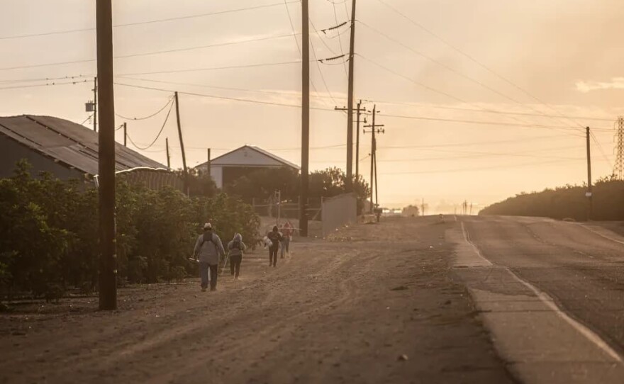Farmworkers walk past rows of trees on an orchard outside of Firebaugh in Fresno County on Sept. 24, 2025.