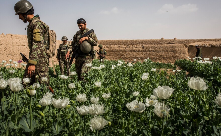 Soldiers in the Afghan National Army's 6th Kandak (battalion), 3rd company, search a local farmer's poppy field during a joint patrol with U.S. forces in Kandahar province in March of last year.