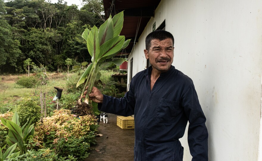 Jose Luis Caviedes, an ex-FARC rebel, in his garden filled with herbal and medicinal plants. He survived a bullet to the head during the war and, like many former rebels, still bears scars from his wounds. He has lost the use of one of his hands.