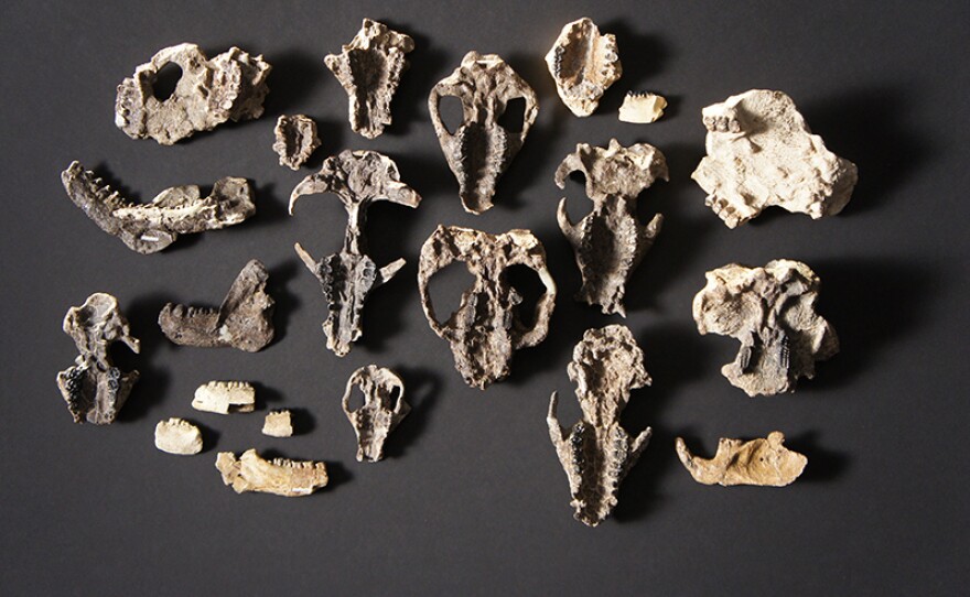 An overhead shot of the prepared mammal skull fossils and lower jaw retrieved from Corral Bluffs.