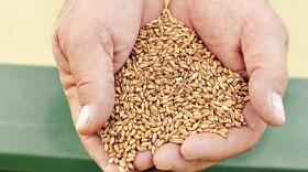 A handful of wheat grains. 