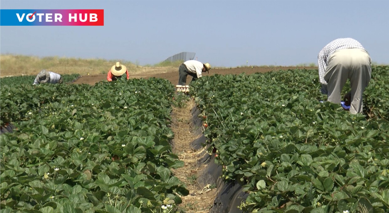 Farmworkers at the Yasukochi Family Farms in Fallbrook pick fruits and vegetables. May 27, 2021 with the KPBS Voter Hub logo overlaid.