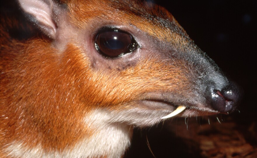 This Malaysian mouse deer is no bigger than a rabbit.