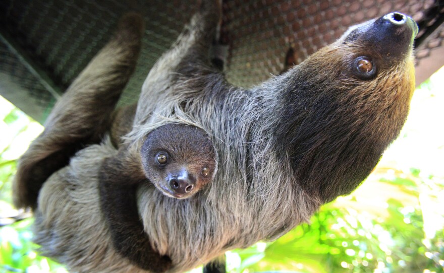 Humans often look at sloths upside down, Cooke says. Sloths are designed to hang from trees — and "gravity removes their dignity." Above, a four-month-old baby sloth hangs onto its mother at the Singapore Zoo.