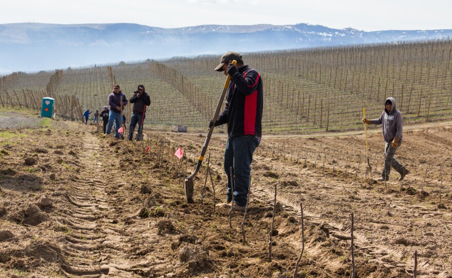 Workers and freshly planted Cosmic Crisp trees in an orchard owned by McDougall and Sons, near Wenatchee, Wash.