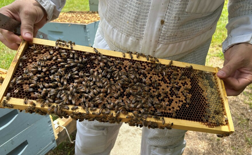Last year beekeepers lost 48.2% of their colonies. It's the second highest loss since 2010 to 2011, when a survey started recording annual losses.