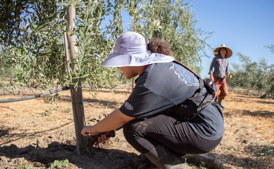 Tatiana Pointer, 21, removes suckers from olive trees Thursday, July 30, 2026, at Maples Farm in Woodland.