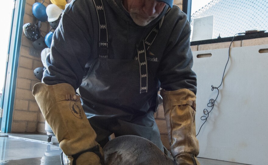 An animal care specialist at SeaWorld San Diego attempts to restore the health of a rescued sea lion pup, Feb. 4, 2016.