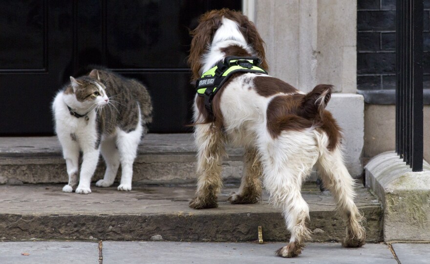 British Prime Minister David Cameron's cat, Larry, comes face to face with a police dog called Bailey as it does a security check outside No. 10 Downing St.