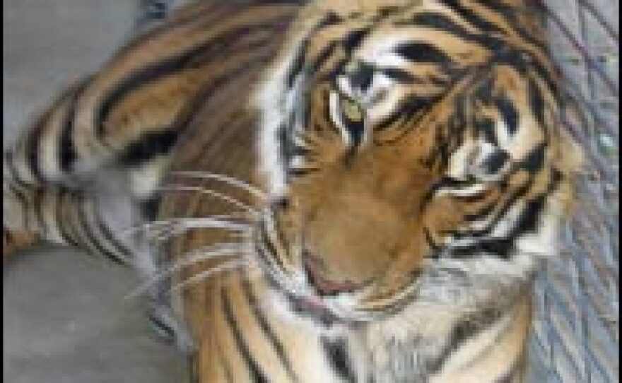 Sasha, who played the role of Shere Khan in the recent live-action re-make of <em>The Jungle Book</em>, was among 100 animals at Steve Martin's Working Wildlife who had to evacuate and flee the advance of the Day Fire.